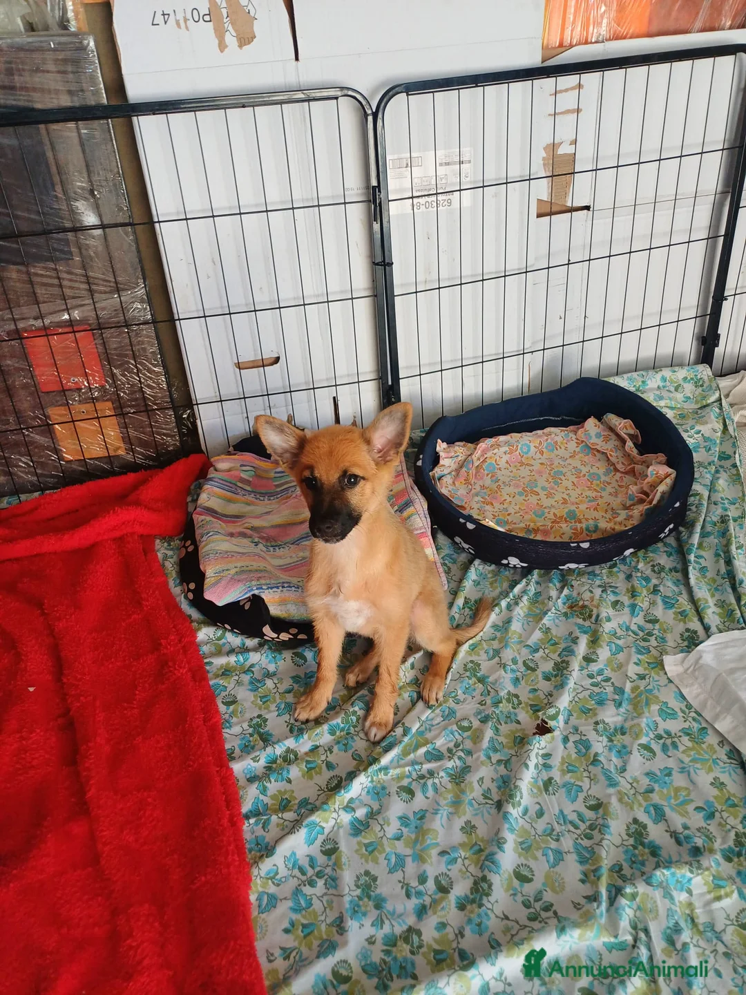 Meticcio cani in regalo: Leo, simil pastorino! (5 mesi)  - Annuncio 1