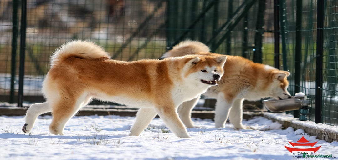 Immagine della galleria {{count}}