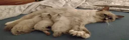 Ragdoll gatti in vendita: Ragdoll gattini - Annuncio 4