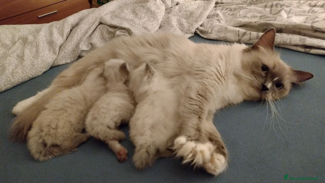 Ragdoll gatti in vendita: Ragdoll gattini - Annuncio 4
