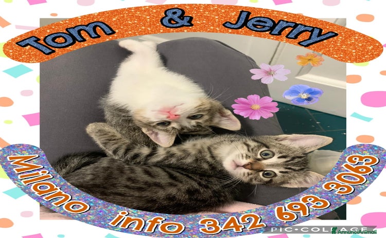 Europeo gatti Tom e Jerry dolcissimi gattini - Annuncio 3