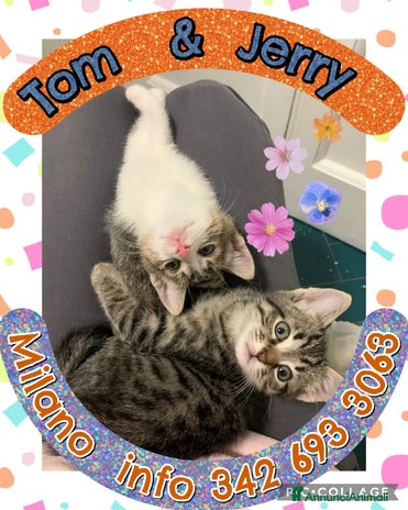 Europeo gatti Tom e Jerry dolcissimi gattini - Annuncio 4