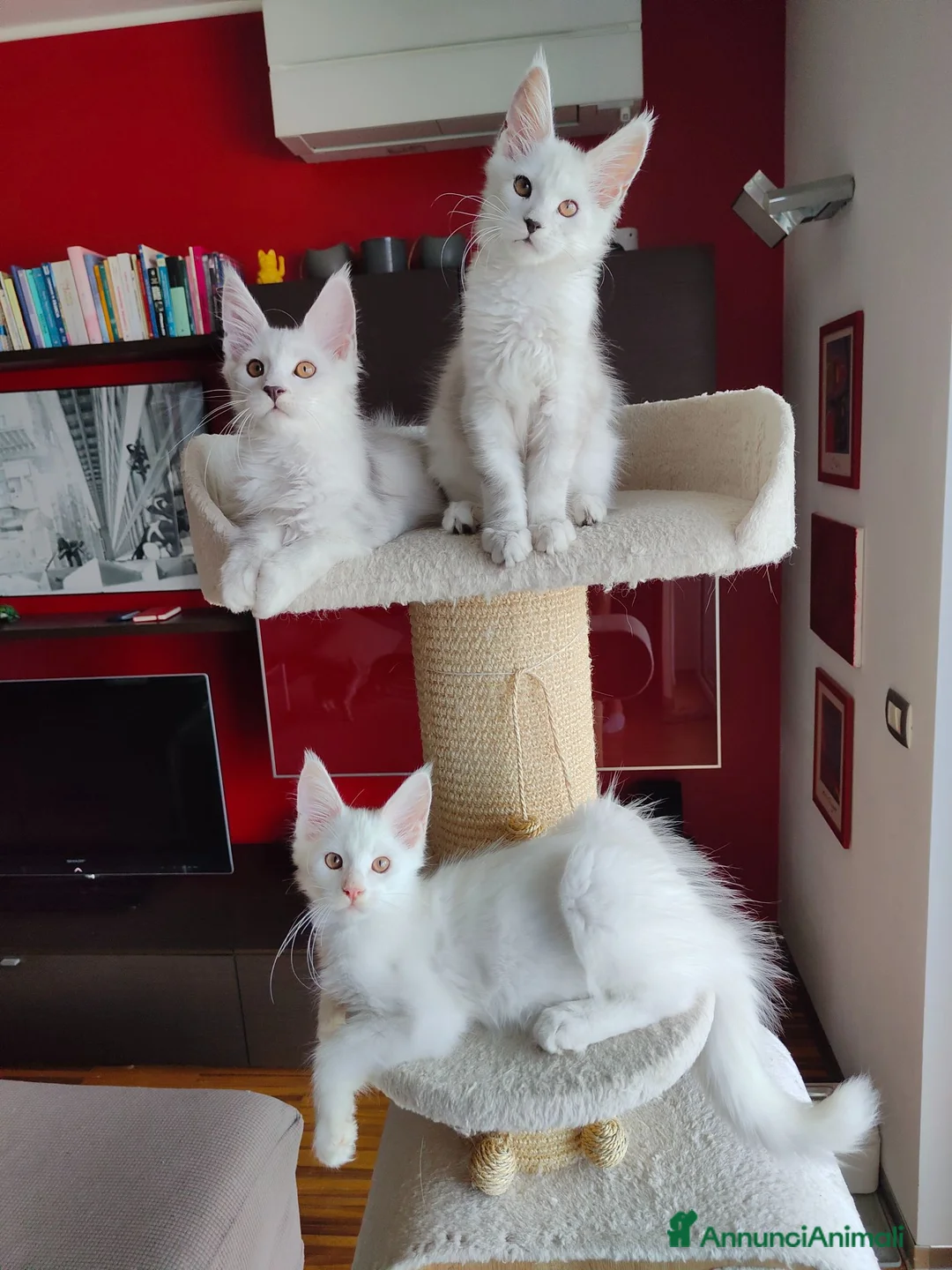 Maine Coon gatti in vendita: Cuccioli Maine Coon Silver - 3 maschi disponibili - Annuncio 1