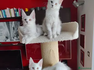 Maine Coon gatti Cuccioli Maine Coon Silver - 3 maschi disponibili - Annuncio 1