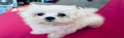 Maltese cani in vendita: Cuccioli di maltese con pedigree  a Provincia di Padova - Annuncio 15