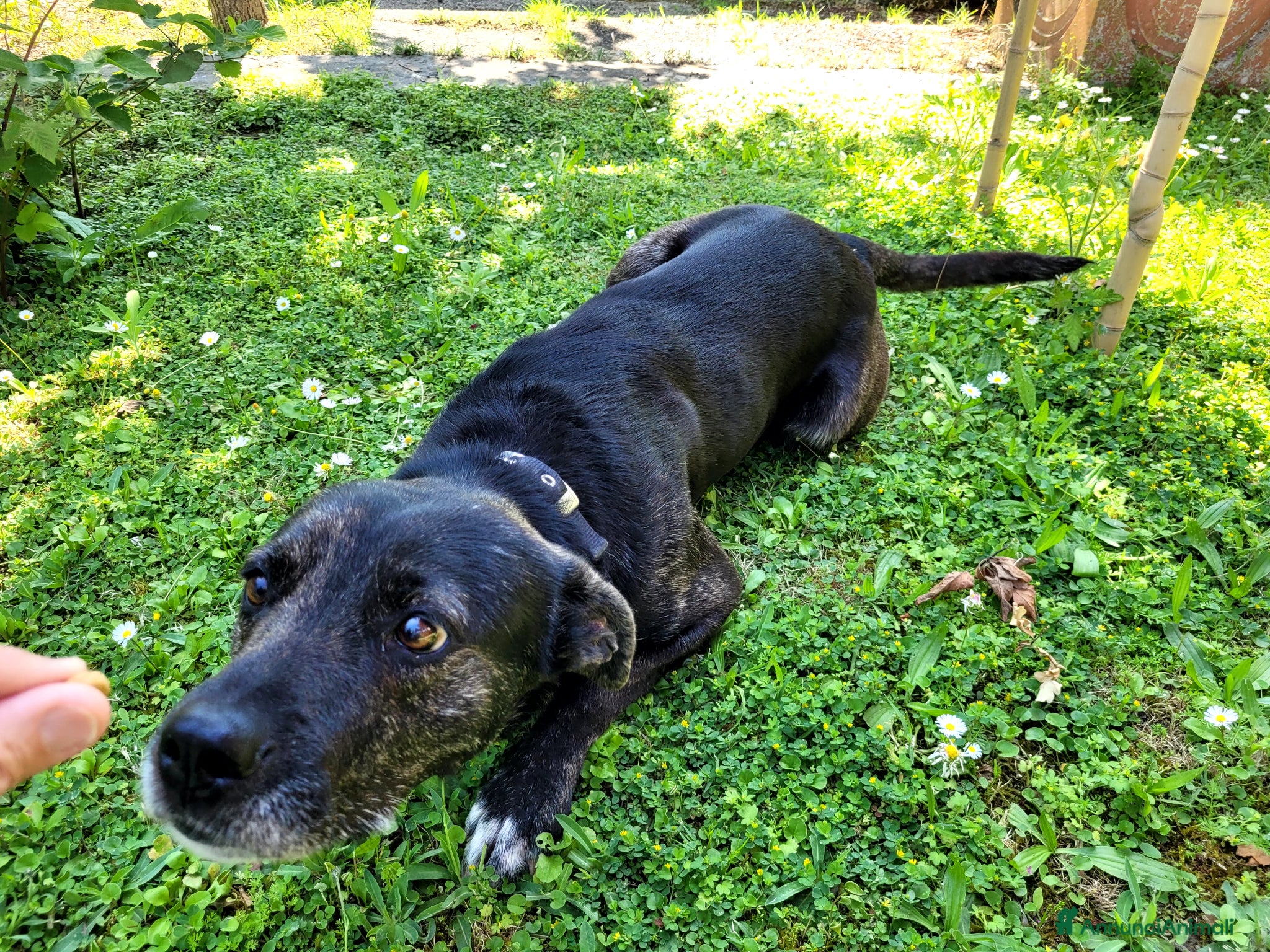 Meticcio cani Cucciolotto Leo cerca affetto - Annuncio 6