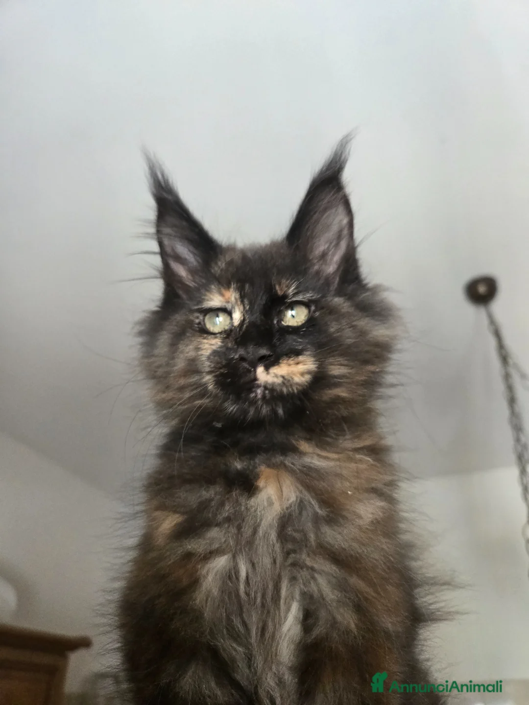 Maine Coon gatti in vendita: Gattina stupenda MaineCoon  a Libero consorzio comunale di Agrigento - Annuncio 1