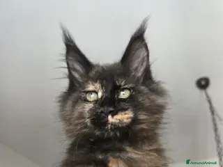 Maine Coon gatti Gattina stupenda MaineCoon - Annuncio 1