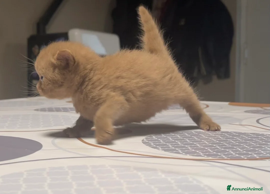 Immagine della galleria {{count}}