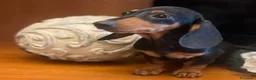 Bassotto cani in vendita: Cuccioli Bassotto Kaninchen e nano - Annuncio 26