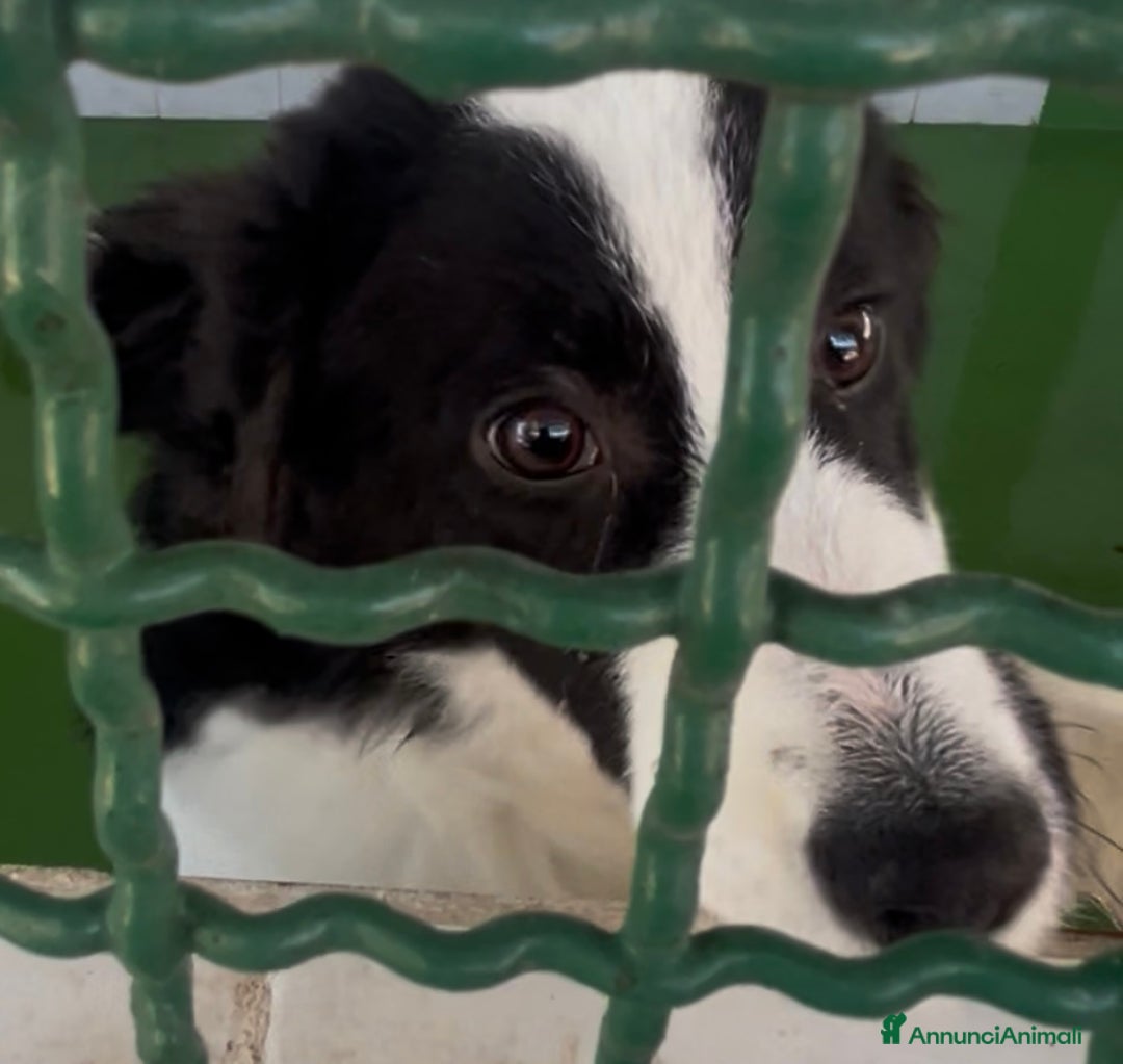 Border Collie cani in regalo: IL DOLCISSIMO SUGAR CERCA CASA - Annuncio 8