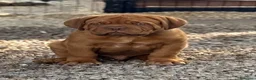 Dogue de Bordeaux cani in vendita: Dogue de Bordeaux CUCCIOLATA STRAORDINARIA  - Annuncio 5