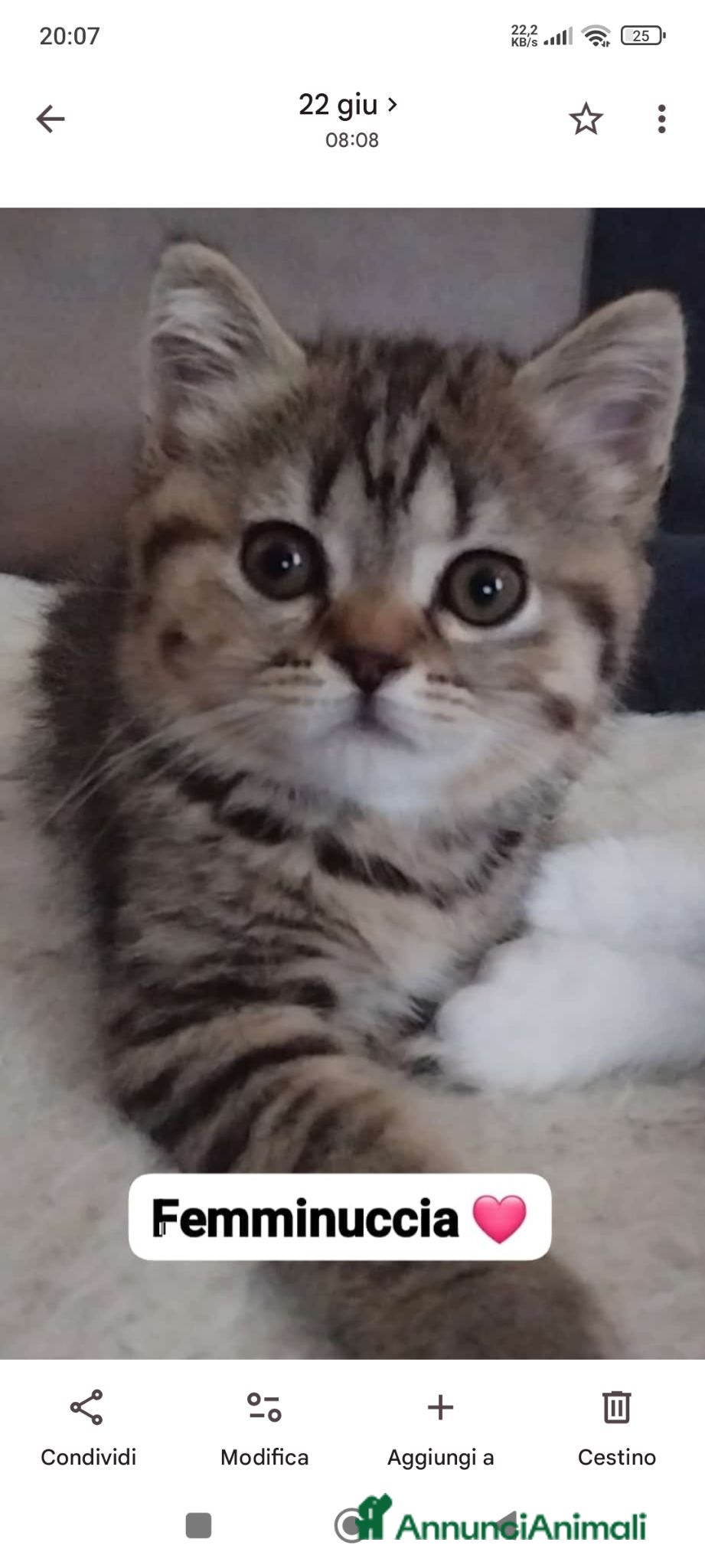 Scottish gatti Cuccioli scottish straight 3 mesi  - Annuncio 12