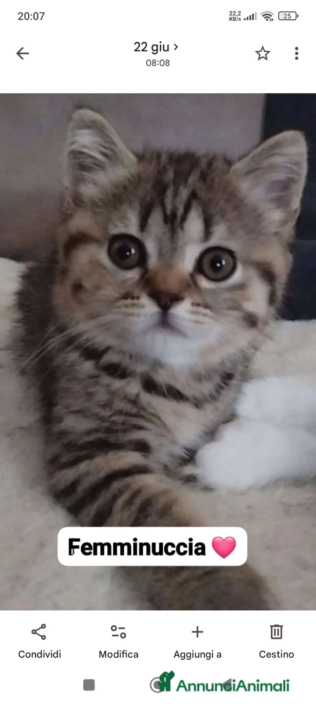 Scottish gatti in vendita: Cuccioli scottish straight 3 mesi  - Annuncio 1