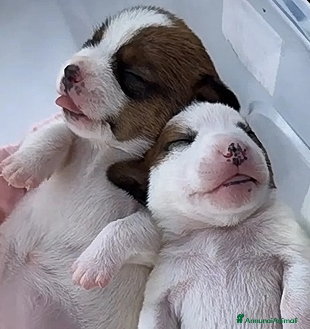 Jack Russell cani in vendita: GEK  Russel  toy  piccolissimi  - Annuncio 1