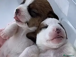 Jack Russell cani GEK Russel toy piccolissimi - Annuncio 9