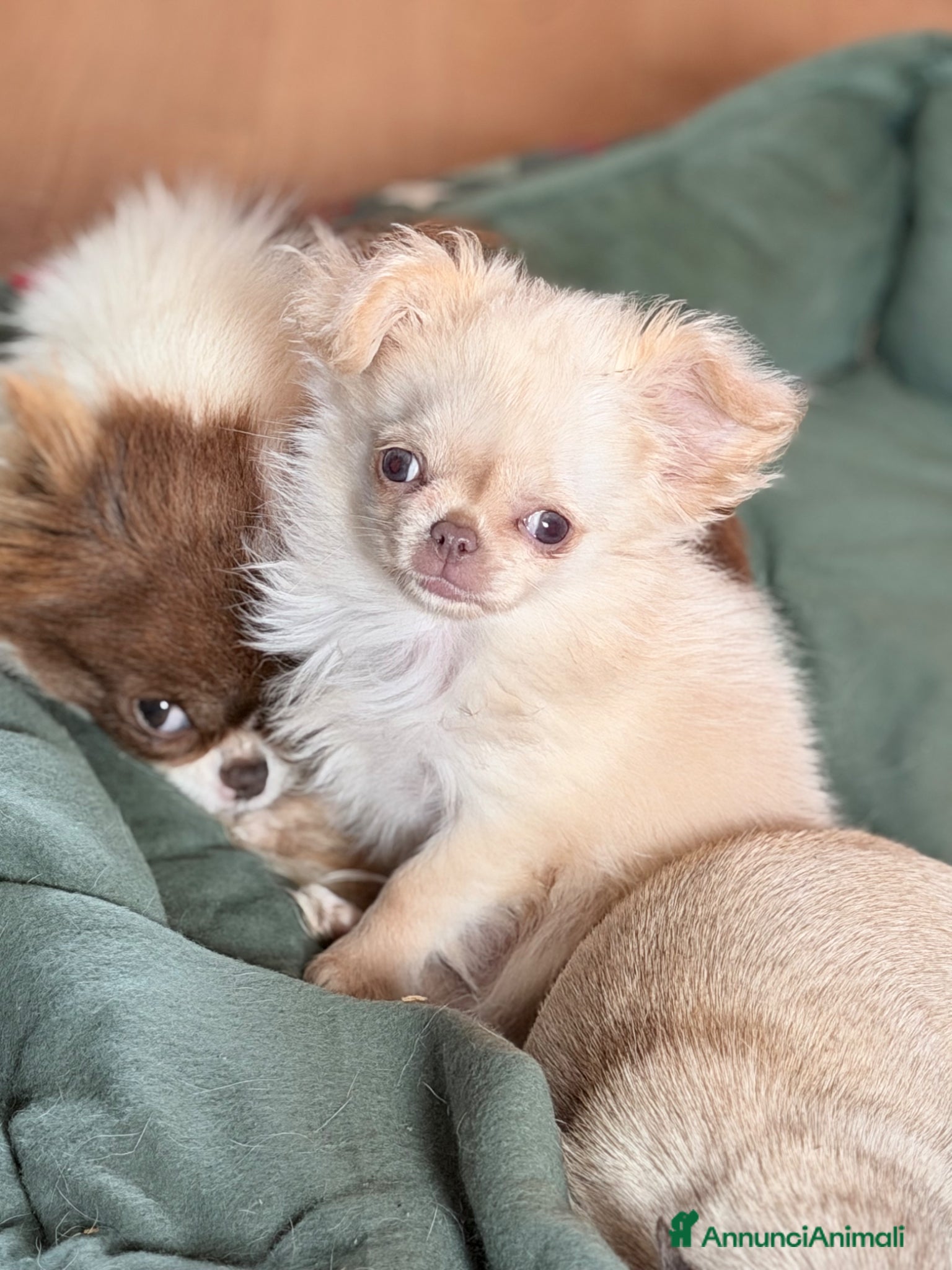 Chihuahua cani Peter white chihuahua  - Annuncio 2