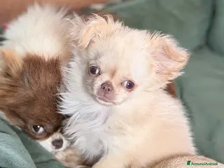 Chihuahua cani Peter white chihuahua - Annuncio 2