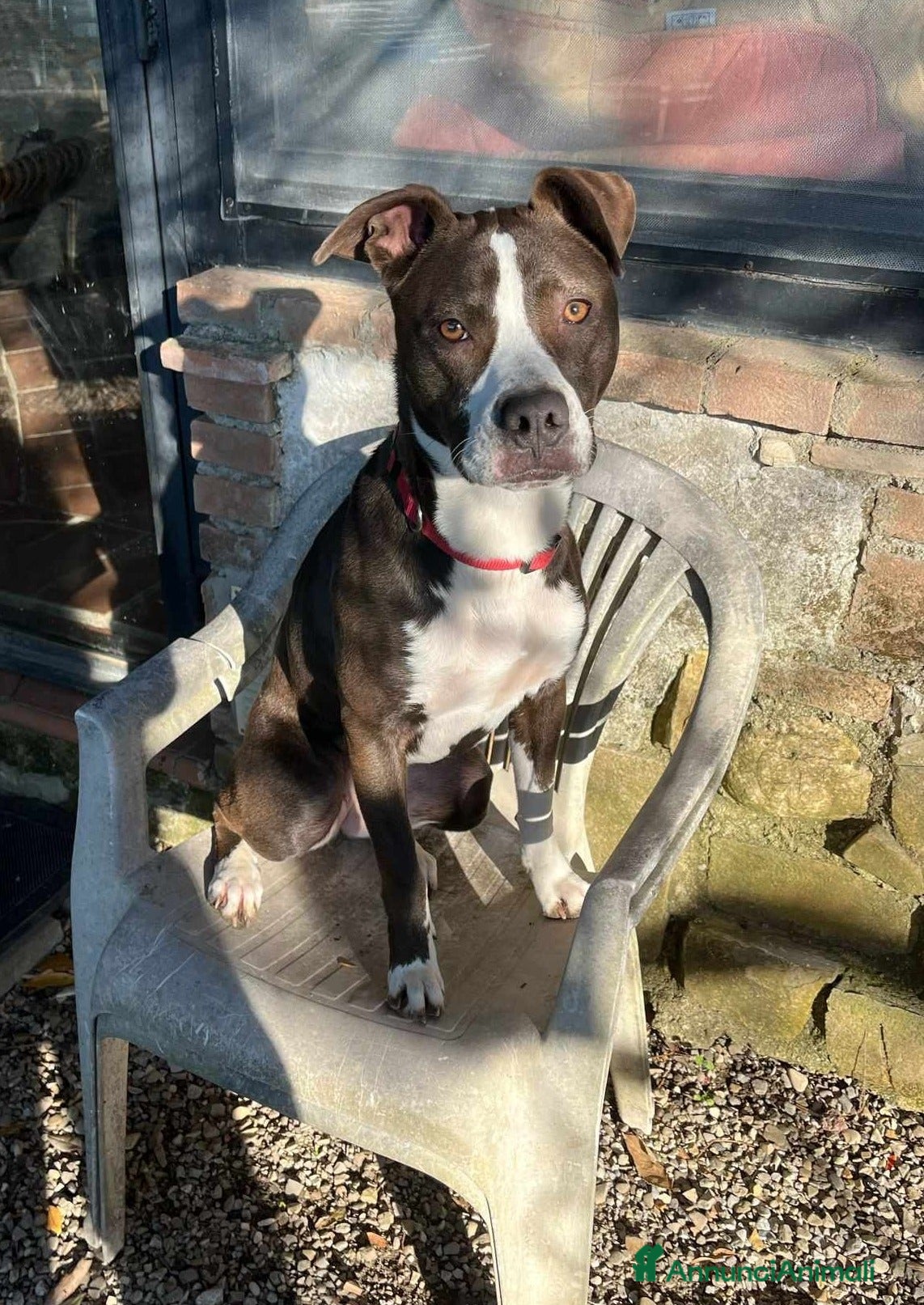 Pitbull cani OLIVIA, dolcissima mix PIT cerca casa! - Annuncio 5