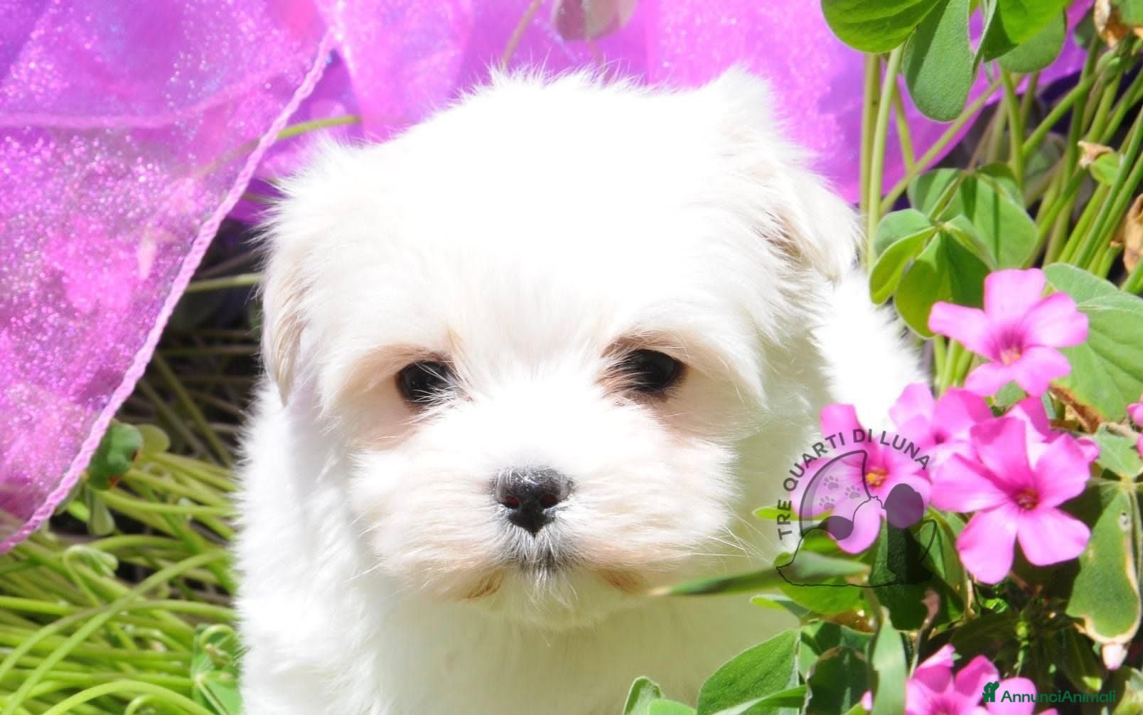 Maltese cani Maltese Mini Toy Allevamento Master ENCI - Annuncio 5