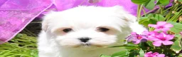 Maltese cani in vendita: Maltese Mini Toy Allevamento Master ENCI - Annuncio 1