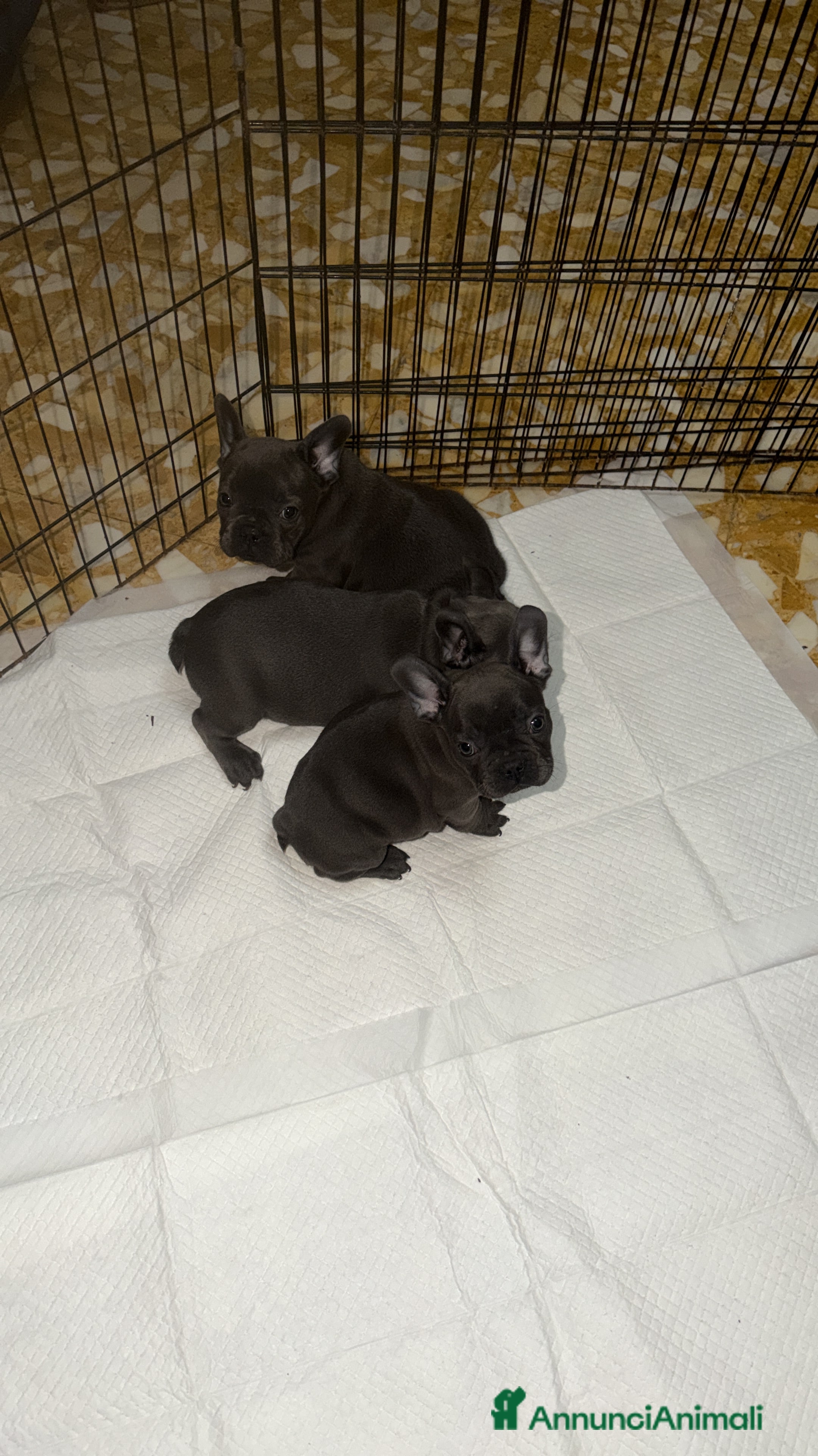 Bulldog Francese cani Vendo Bulldog francese  - Annuncio 1