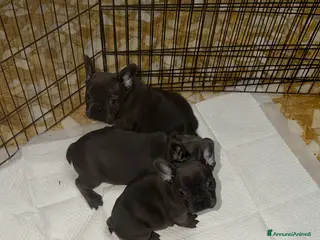 Bulldog Francese cani Vendo Bulldog francese - Annuncio 1