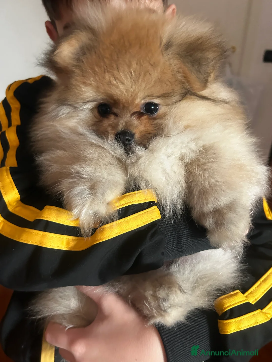 Spitz cani in vendita: SPITZ NANO DI POMERANIA MASCHIETTI  - Annuncio 7