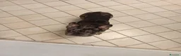 Bulldog Francese cani in vendita: Bulldog francese Merle  a Città Metropolitana di Napoli - Annuncio 4