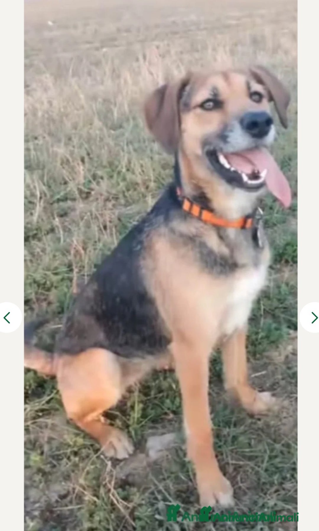 Pastore Tedesco cani in vendita: splendidi cuccioli pastore tedesco  - Annuncio 28