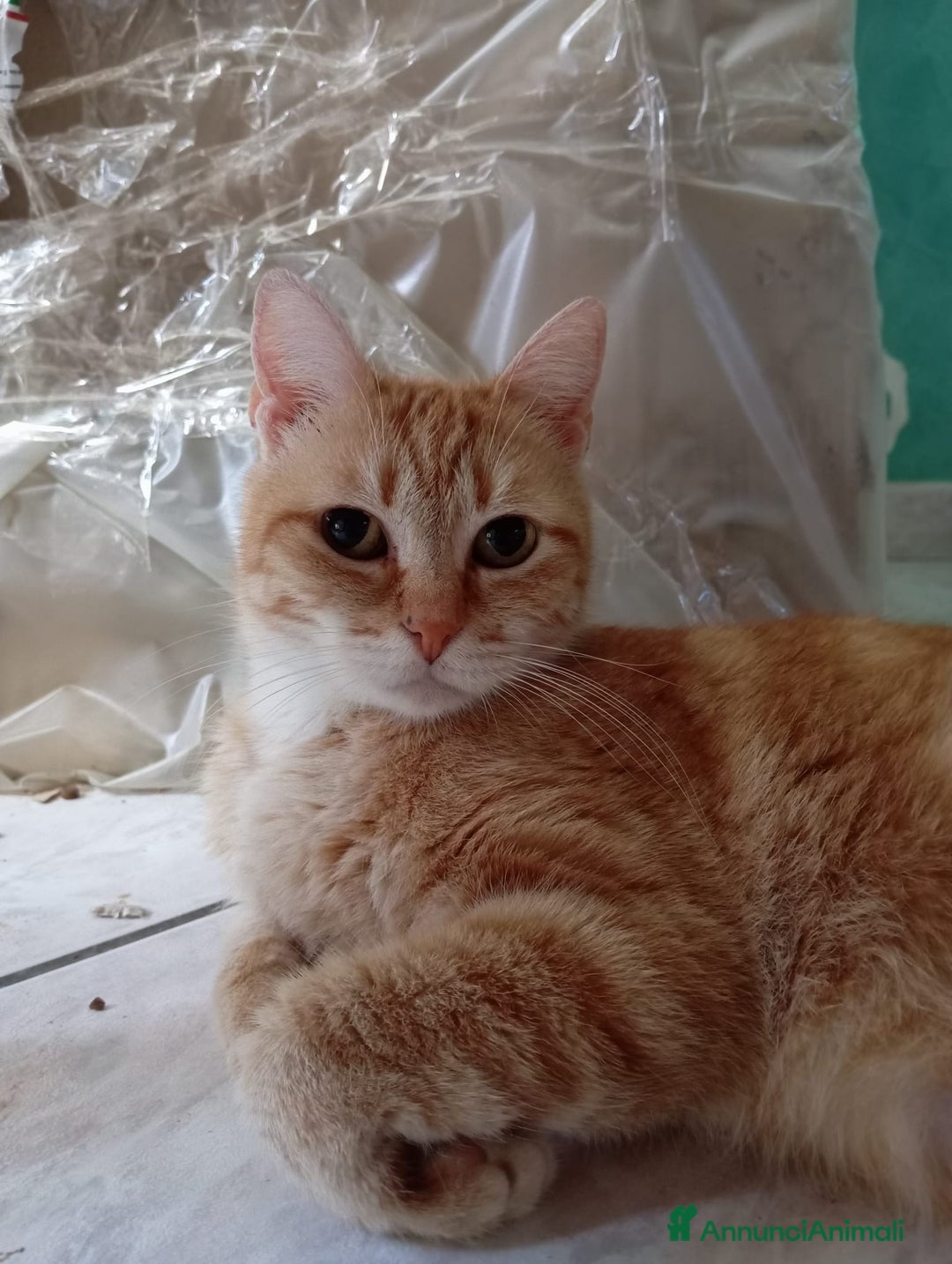 Meticcio gatti in regalo: Gattini dolcissimi cercano casa  a Città metropolitana di Milano - Immagine 13