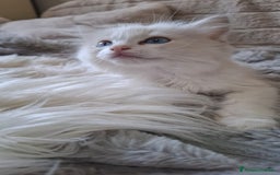 Ragdoll gatti in vendita: Ragdoll  con Pedigree .Pagamento anche a rate  a Province of Asti - Immagine 11