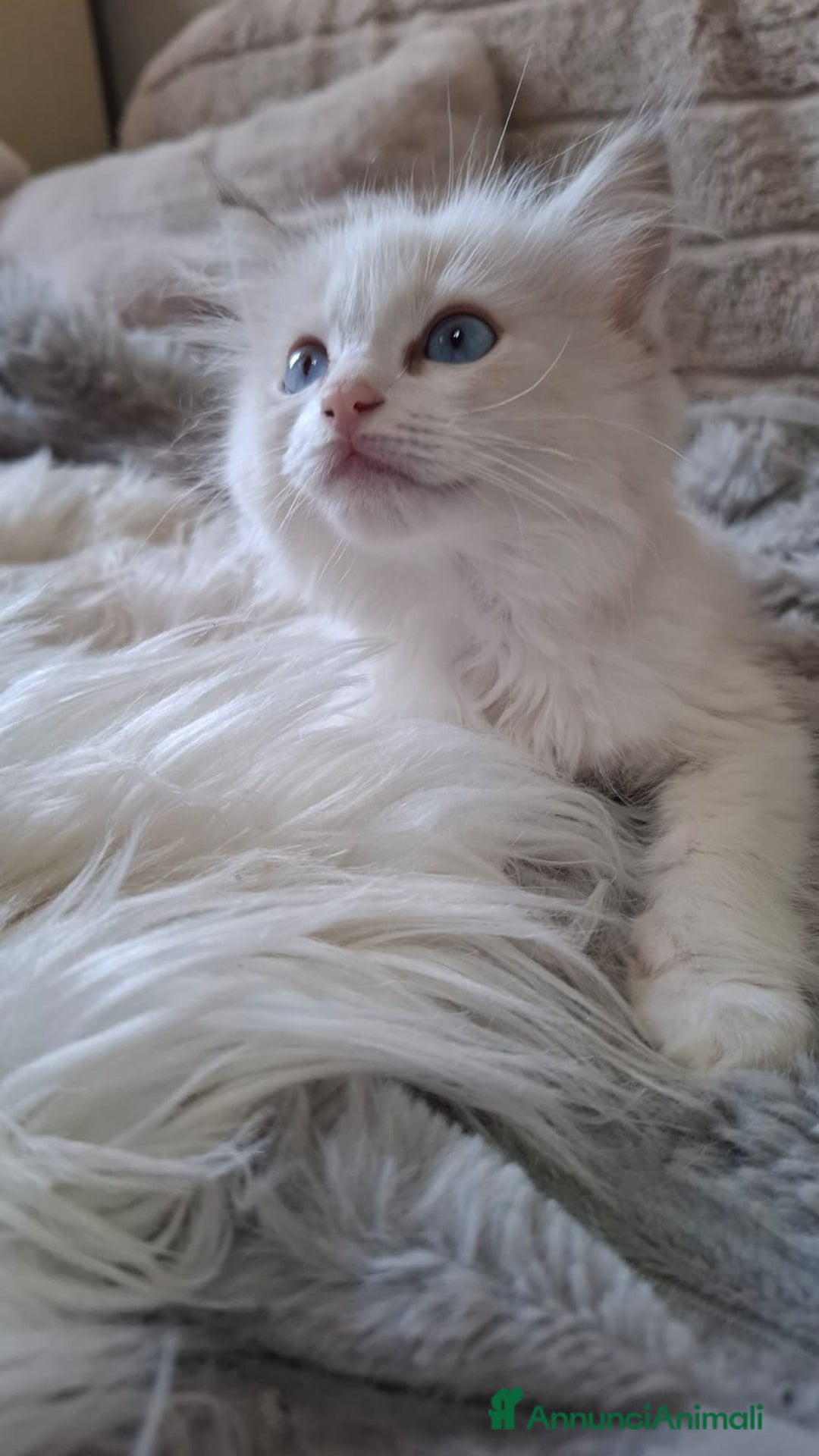 Ragdoll gatti in vendita: Ragdoll  con Pedigree .Pagamento anche a rate  a Province of Asti - Immagine 11