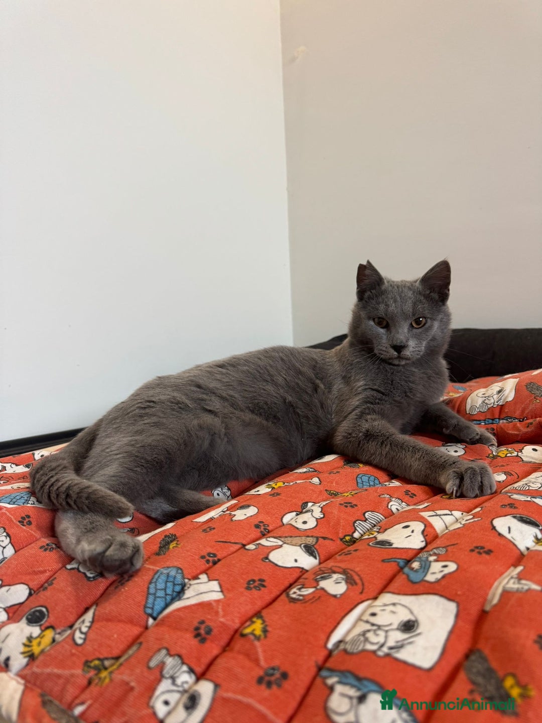 Certosino gatti in regalo: Certosino maschio cerca casa - Annuncio 7