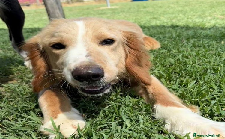 Golden Retriever cani a Provincia di Latina - Annuncio 2