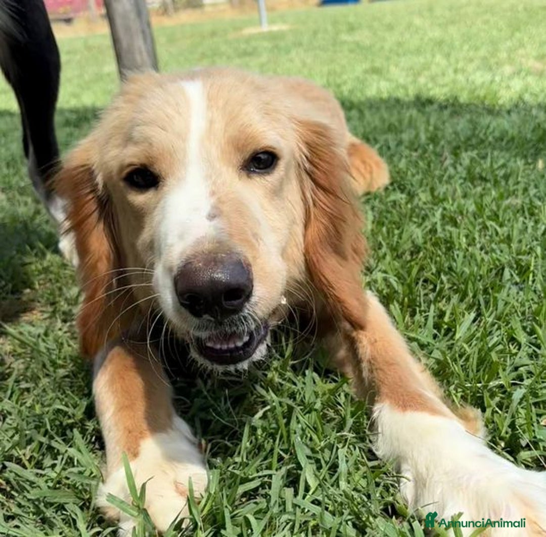 Golden Retriever cani in regalo: BRUCE, cucciolone simil goden  a Provincia di Latina - Immagine 1