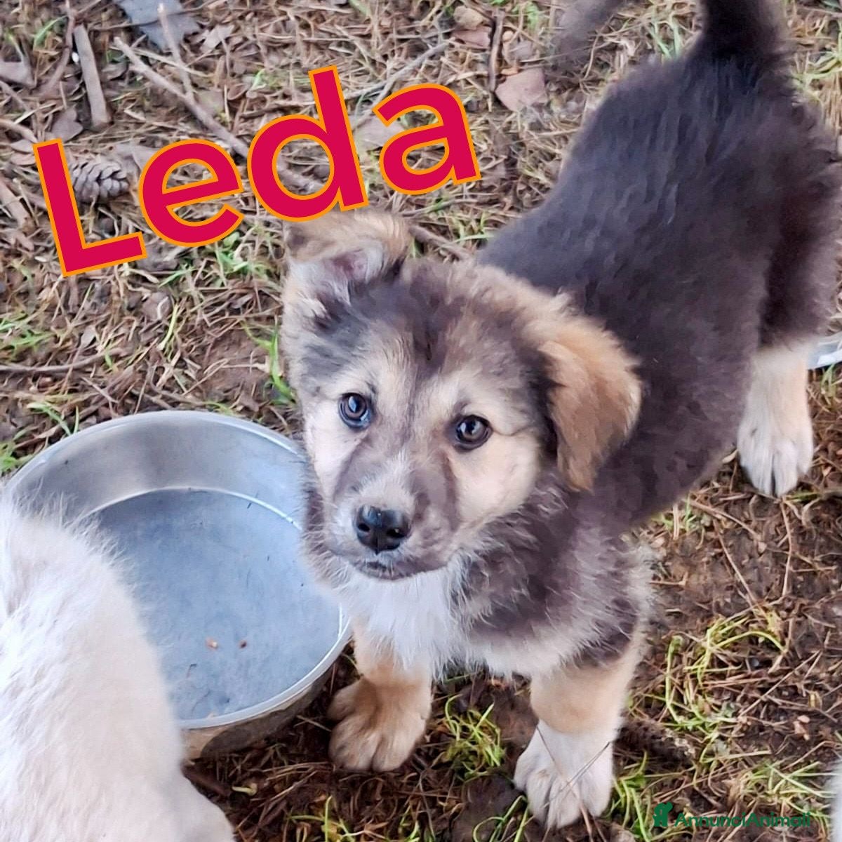 Meticcio cani LEDA 🩷 - cucciola. Un capolavoro. Un grande amore - Annuncio 3