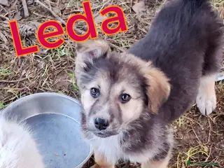 Meticcio cani LEDA 🩷 - cucciola. Un capolavoro. Un grande amore - Annuncio 3