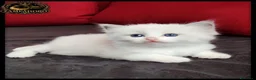 Ragdoll gatti in vendita: Ragdoll con pedegree senza obblighi  - Annuncio 5