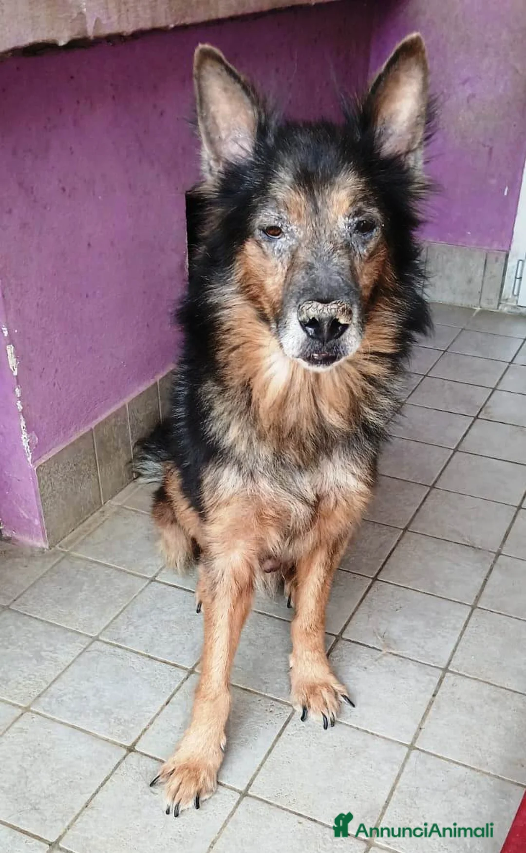 Altre razze cani in regalo: Spago, dolcissimo, adozione del cuore  a Città metropolitana di Roma Capitale - Annuncio 2