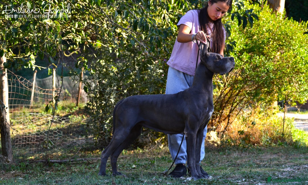 Alano cani in vendita: Alano femmina nera - Annuncio 7
