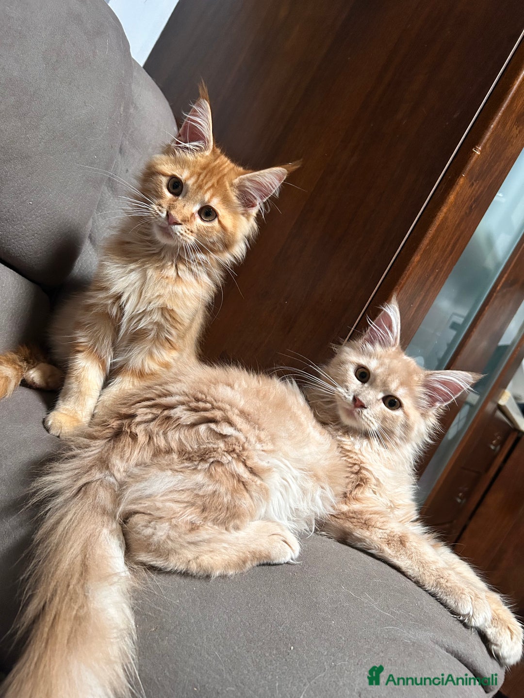 Maine Coon gatti in vendita: Cuccioli Maine Coon - Annuncio 7