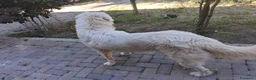 Pastore Abbruzzese Maremmano cani in regalo: Maremmano in regalo - Annuncio 4