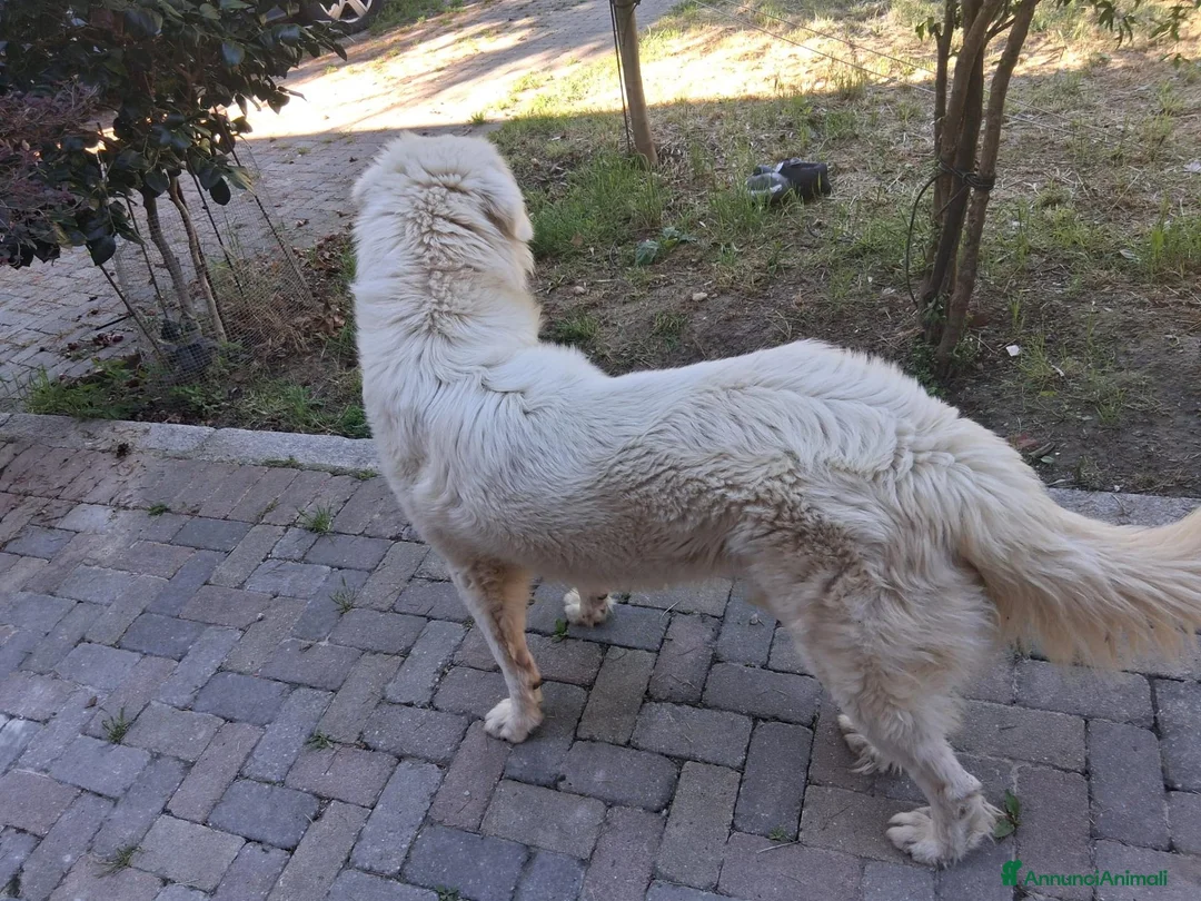 Pastore Abbruzzese Maremmano cani in regalo: Maremmano in regalo - Annuncio 4