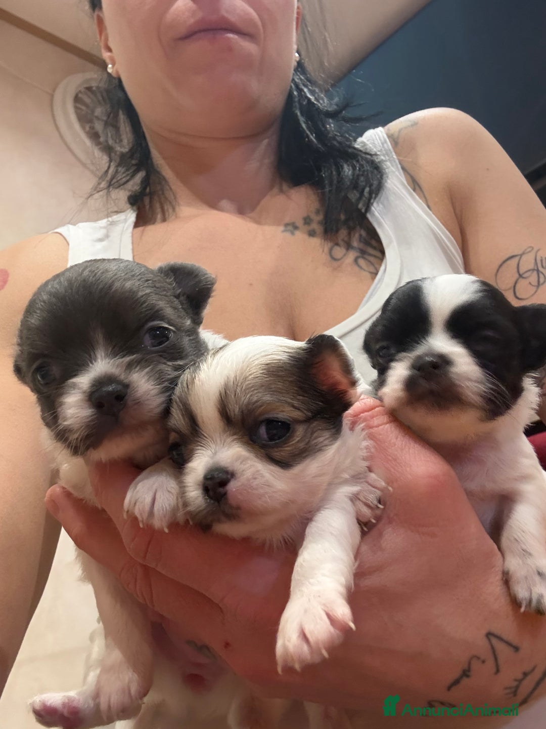 Chihuahua cani in vendita: Cuccioli di chihuahua a pelo lungo  - Annuncio 4