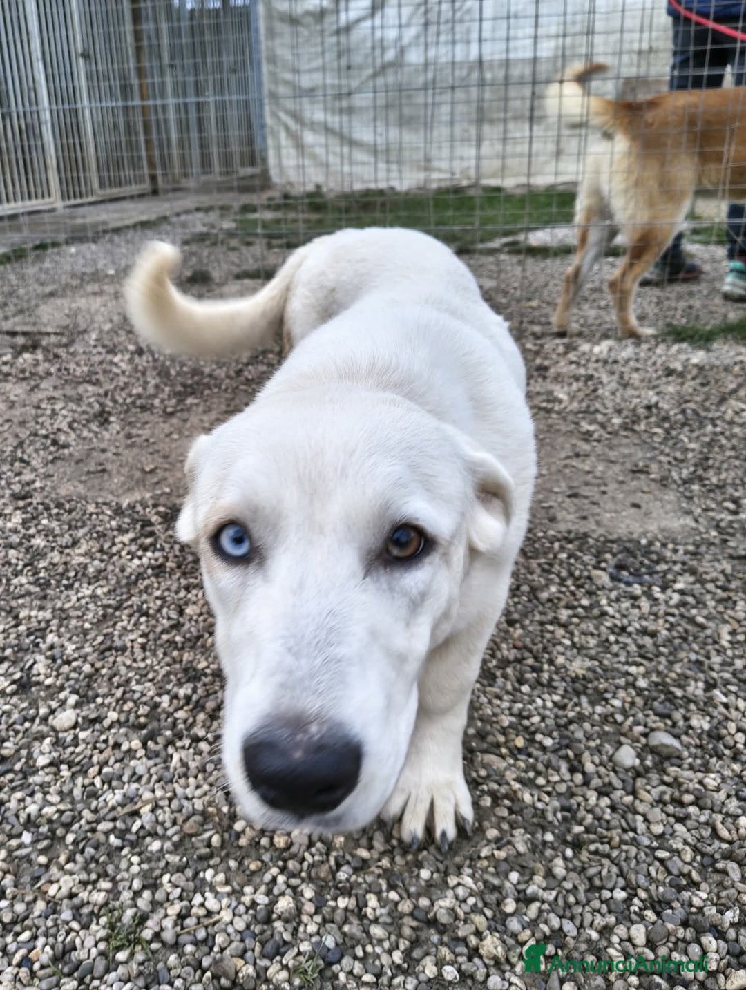 Meticcio cani in regalo: Adotta Celeste - Annuncio 4