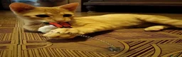 Meticcio gatti in regalo: 3 mesi, abituato in casa  - Annuncio 10