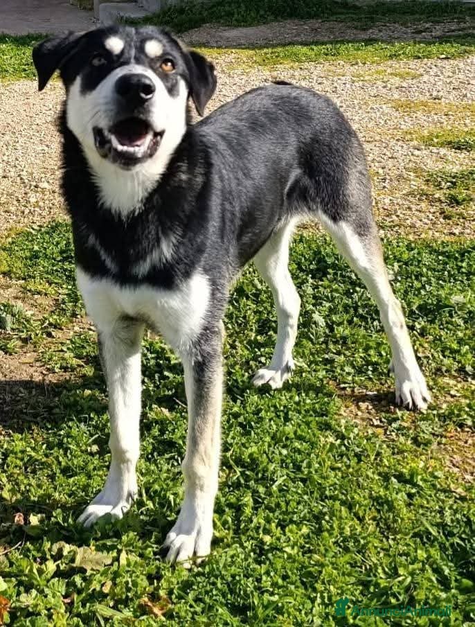 Meticcio cani Kevin - Annuncio 33