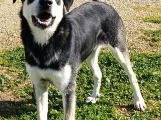 Meticcio cani Kevin - Annuncio 33