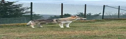 Lupo Cecoslovacco cani in regalo: DIANA bellissima - per esperti a Provincia di Lucca - Annuncio 4